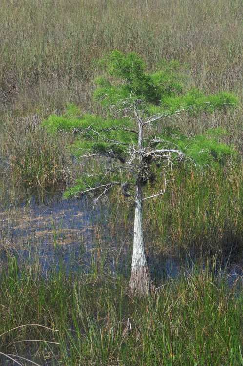 Everglades prairie
